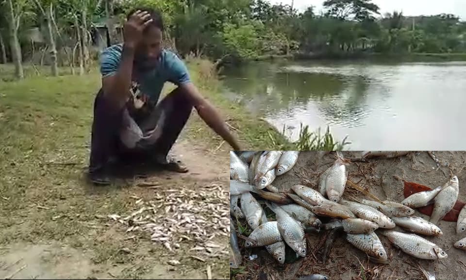 পটুয়াখালীতে অজ্ঞাত কারনে মরে যাচ্ছে মাছ !
