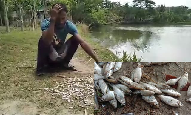 পটুয়াখালীতে অজ্ঞাত কারনে মরে যাচ্ছে মাছ !