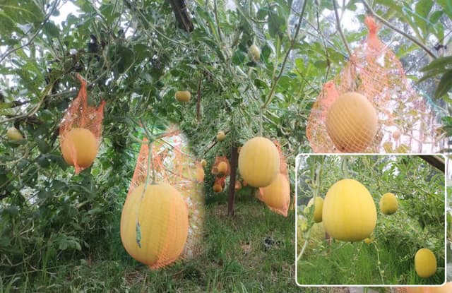 হলুদ জাতের তরমুজ চাষে লাভের আশা মোস্তাফিজুরের