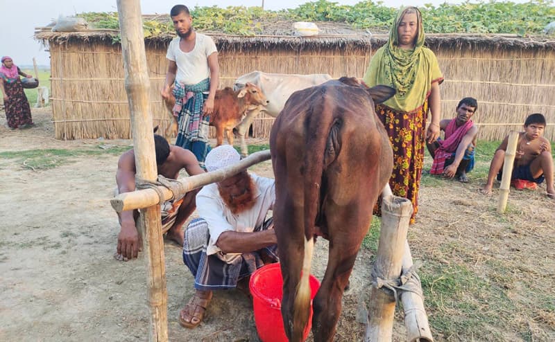প্রসব ছাড়াই বকনা বাছুর দুধ দিচ্ছে ৩ লিটার !