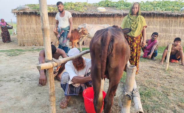 প্রসব ছাড়াই বকনা বাছুর দুধ দিচ্ছে ৩ লিটার !