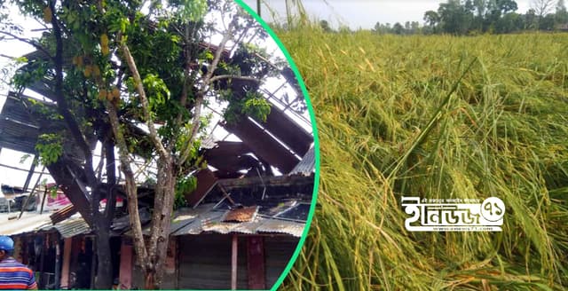 নওগাঁয় কালবৈশাখী ঝড়ে বসতবাড়ি ও ফসলের ব্যাপক ক্ষতি