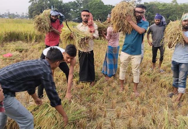 দক্ষিণের ৬ জেলায় ৯০ ভাগ ধান কাটা সম্পন্ন