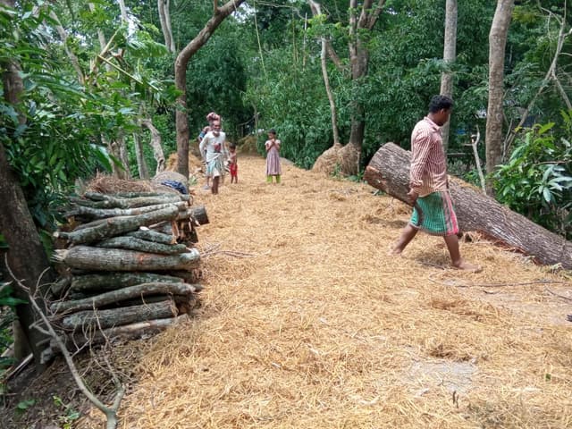 কালকিনিতে সরকারি রাস্তার গাছ বিক্রয় করেন স্কুলের প্রধান শিক্ষক