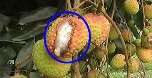তীব্র দাবদাহে গাছেই ফেটে যাচ্ছে রসালো লিচু