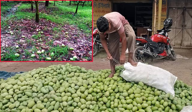 নওগাঁয় কালবৈশাখীর হানা ; আমের ব্যাপক ক্ষতি