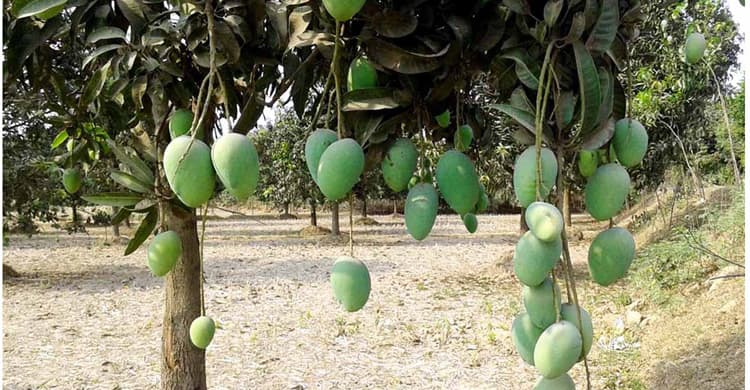 আম পাড়তে গিয়ে চাচির কামড়ে কান গেল ভাতিজির