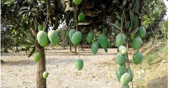 আম পাড়তে গিয়ে চাচির কামড়ে কান গেল ভাতিজির