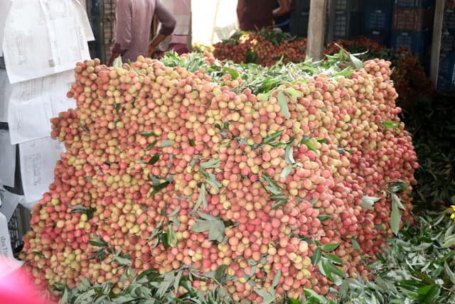 নাটোরে লিচুর বাম্পার ফলনে, মুখে হাসি চাষিদের