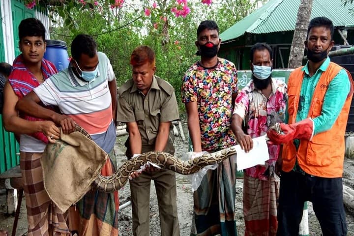 সুন্দরবনের অজগর লোকালয়ে উদ্ধার