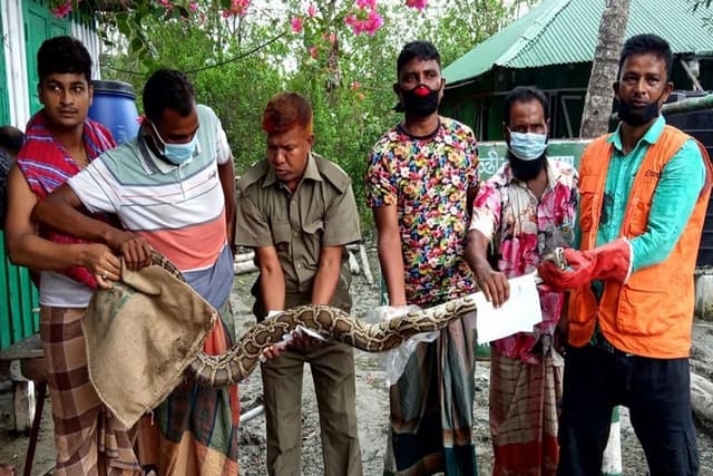 সুন্দরবনের অজগর লোকালয়ে উদ্ধার