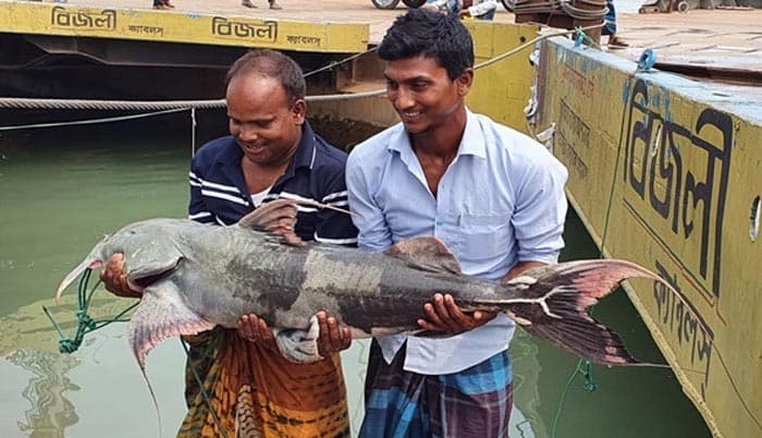 পদ্মায় জেলের জালে বিশাল বাগাইড়