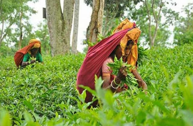 আজ জাতীয় চা দিবস