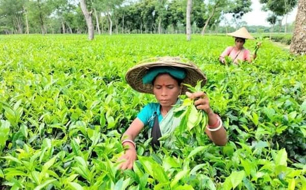 চা-শিল্প টিকিয়ে রাখতে শ্রমিকদের জীবনমান উন্নয়ন প্রয়োজন: সভায় বক্তারা