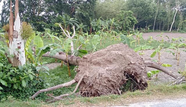 পাঁচবিবিতে সড়কের দুই পার্শ্বের গাছ ভেঁঙ্গে ফসলের ক্ষতি