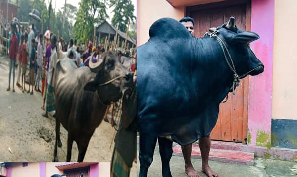 সরাইলে কোরবানি হাটে বেড়েছে পশুর আমদানি
