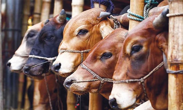রাজধানীর ২৩ স্থানে বসবে পশুর হাট
