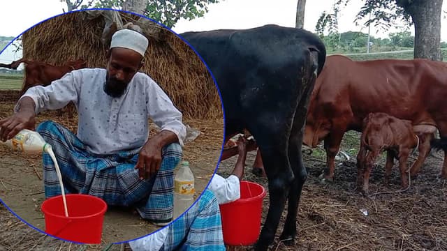 ৭ মাসের বকনা বাছুর প্রতিদিন দুধ দেয় !