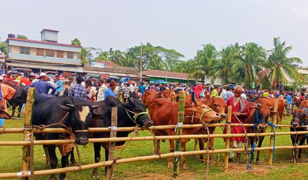 কাউখালীতে শেষ মুহূর্তে জমে উঠেছে গরুর হাট, ক্রেতা কম