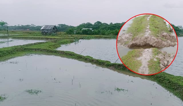 কুয়াকাটায় চাচার মাছের ঘেরের বাঁধ কাটার অভিযোগ
