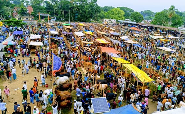 দেবীদ্বারে জমজমাট পশুর হাট, ছোট গরুর চাহিদা বেশী