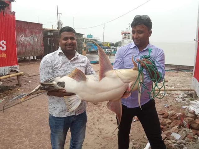 পদ্মায় এবার জেলের জালে ২১ কেজির বাগাইড়