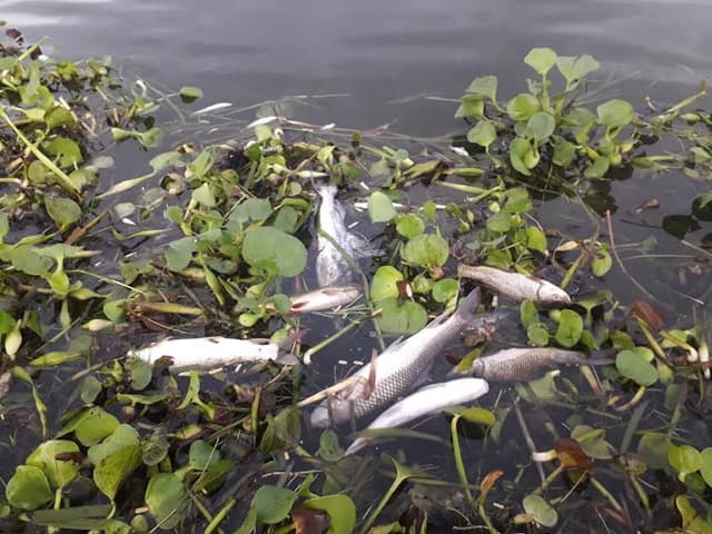 গোয়ালন্দে বিষ দিয়ে মাছ শিকার