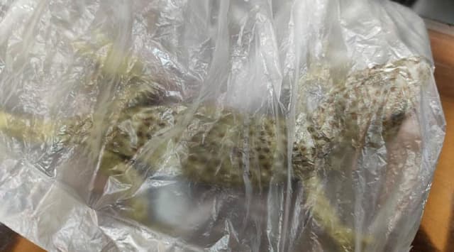 রাজবাড়ীতে কোটি টাকার তক্ষক উদ্ধার