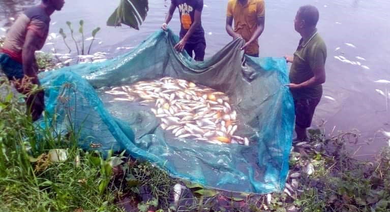 কারখানার বিষাক্ত পানিতে মরে গেল পুকুরের মাছ