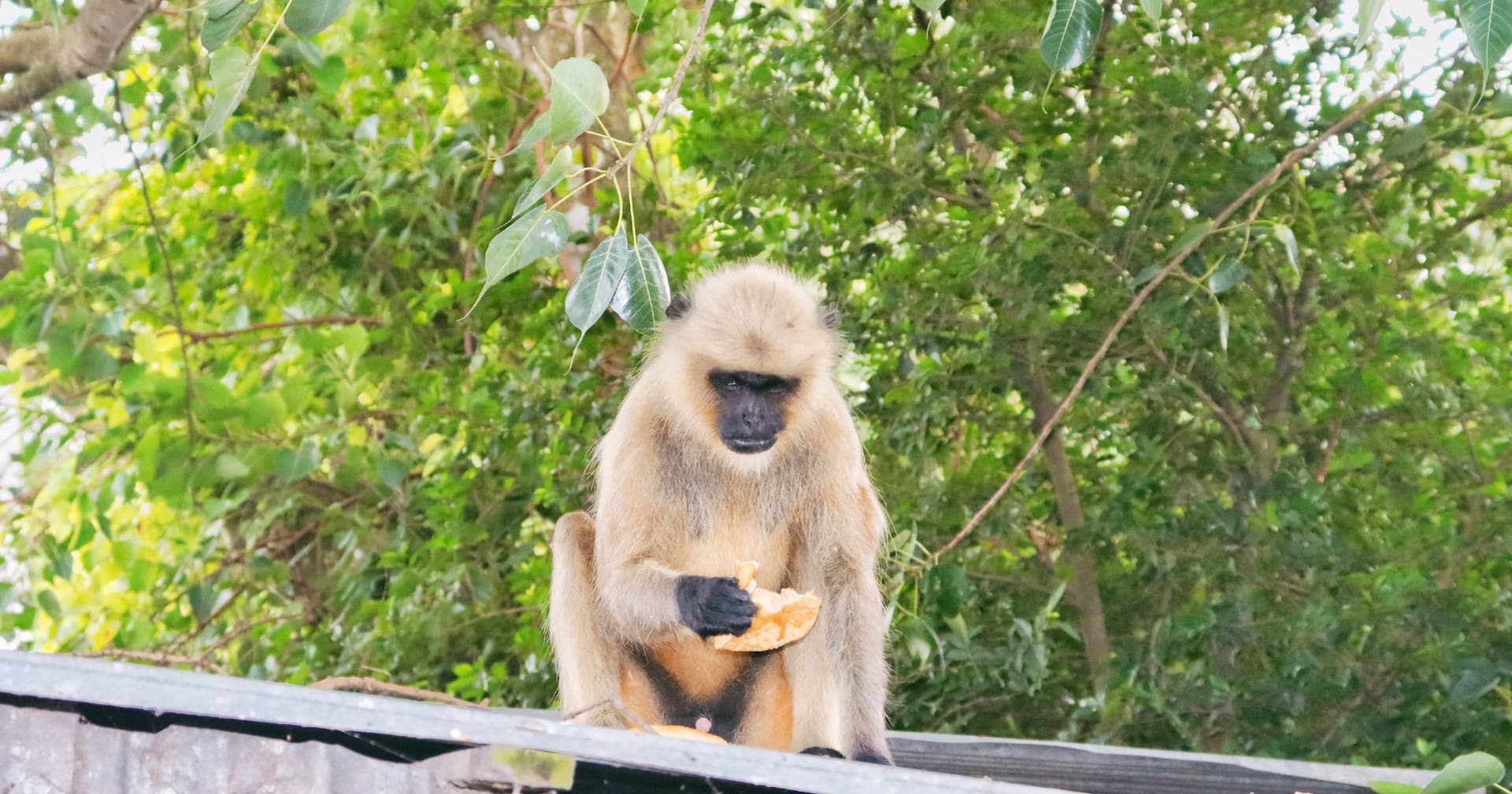 হঠাৎ করে পাঁচবিবিতে লোকালয়ে হনুমান
