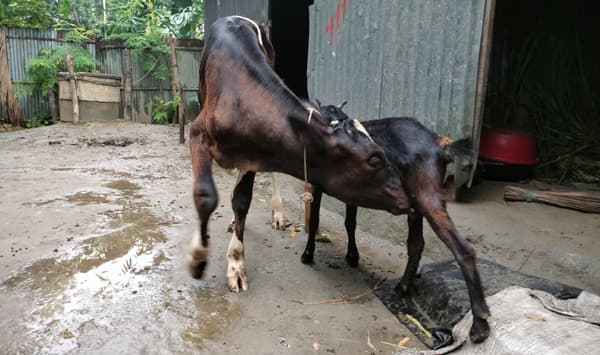 ছাগলের দুধ খাচ্ছে গরুর বাছুরে! এলাকায় চাঞ্চল্য