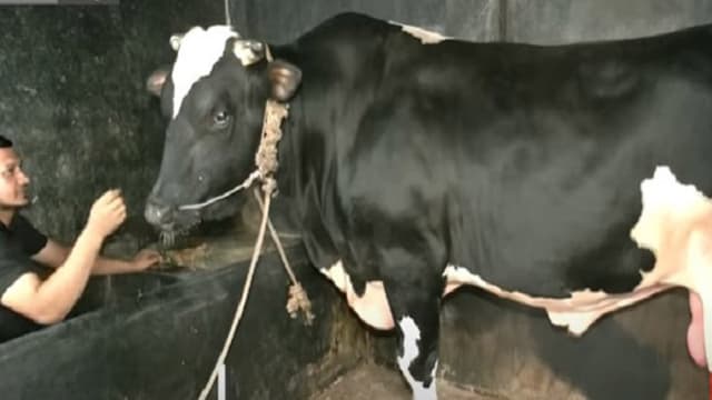ভালবাসার হিরো আলমকে গরু ডাকলে অভিমান করেন মালিক