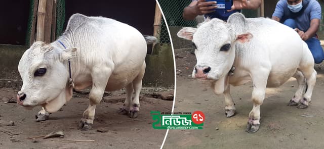 বিশ্বের সবচেয়ে ছোটো গরু সাভারে, উঠতে পারে গিনেস বুকে নাম!
