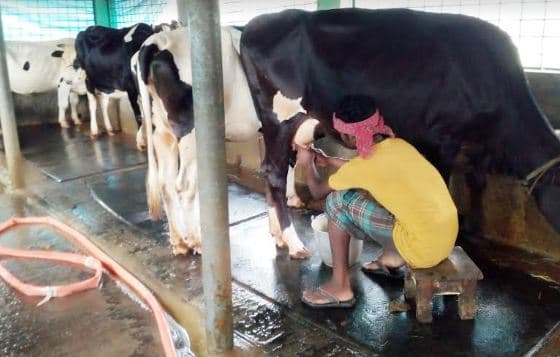 লকডাউনে দুধ নিয়ে বিপাকে খামারীরা