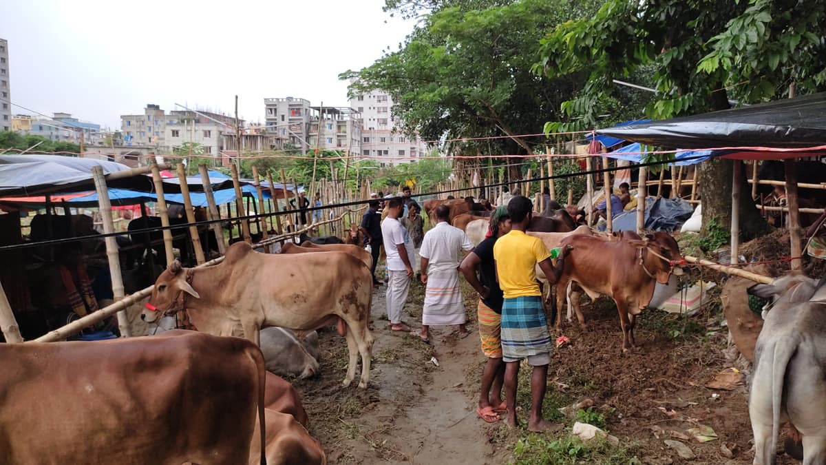 হাট ভরা গরু থাকলেও নেই ক্রেতা