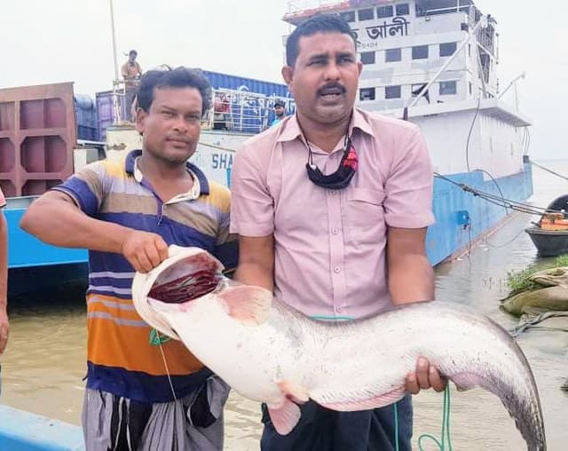 পদ্মার ১৩ কেজির এক বোয়াল ২৩ হাজারে বিক্রি