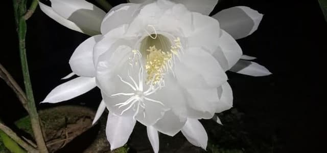 ৪ বছর অপেক্ষার পরে লালপুরে দেখা মিললো রাতের রাণী ‘নাইট কুইন’