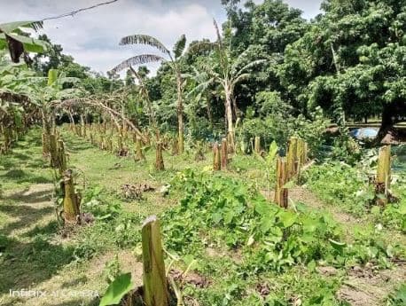 কলা গাছের সঙ্গে এ কেমন শত্রুতা!
