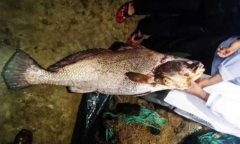 ৩৪ কেজির এক পোয়া মাছ ৪ লাখে বিক্রি !