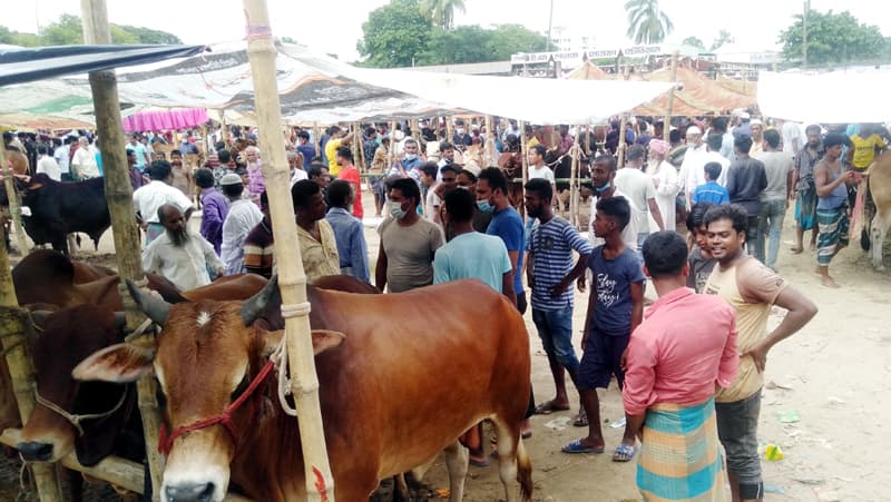দেবীদ্বারে গরুর হাটে স্বাস্থ্যবিধির বালাই নেই