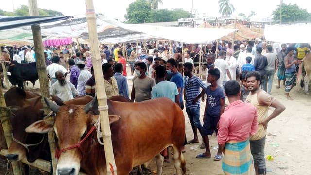 দেবীদ্বারে গরুর হাটে স্বাস্থ্যবিধির বালাই নেই