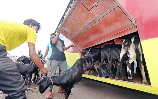 ১৪ ঘন্টা বাসের লকারে ৪৬ ছাগল ! উদ্ধার করলো পুলিশ