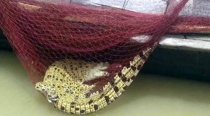 বরিশালে জেলের জালে ধরা পড়ল বিলুপ্ত প্রজাতির কুমির