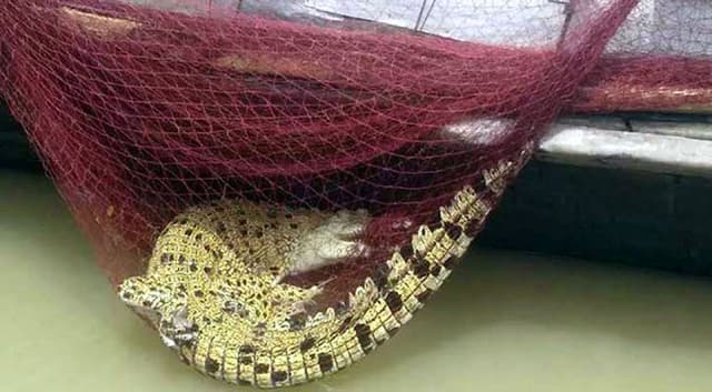 বরিশালে জেলের জালে ধরা পড়ল বিলুপ্ত প্রজাতির কুমির
