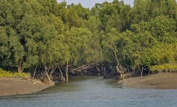 কুমিরের আক্রমনে গরুর মৃত্যু
