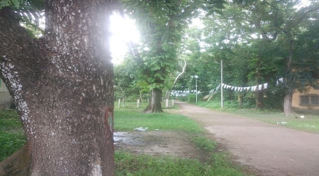 বরিশালে অকারণে শতবর্ষী ১২৯টি গাছ কাটার সিদ্ধান্ত ! ক্ষোভ