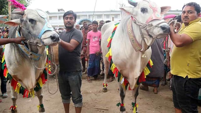 ৯ লাখ গরু কোরবানি রাজধানীতে