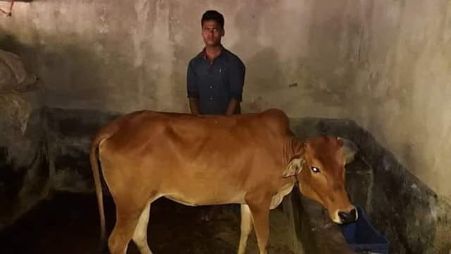 পাঁচবিবিতে গরু চুরি করে মেয়ে জামাইকে দান, অত:পর