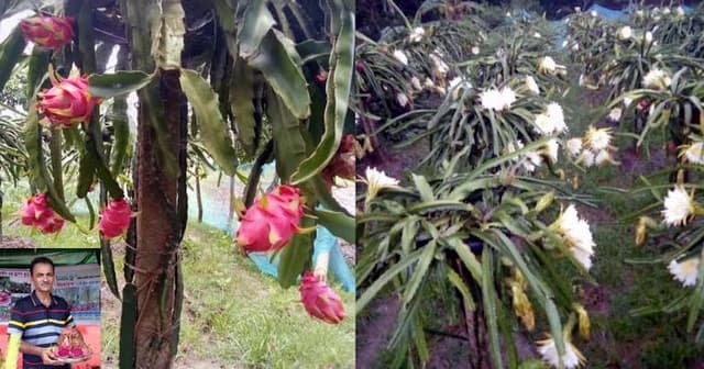 বিভিন্ন রঙের ড্রাগন চাষ করে স্বাবলম্বী কৃষক গোলাম মোস্তফা