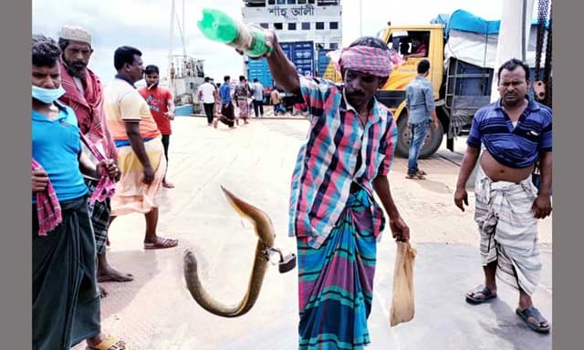 ফের বড়শিতে ধরা পড়ল বিরল প্রজাতির বাউশ মাছ